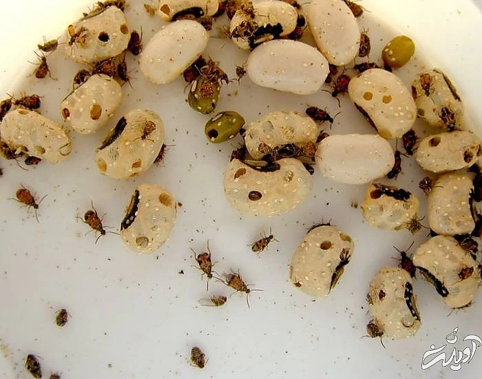 چرا حبوبات حشره میزند